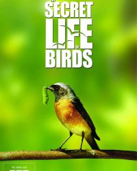 Bí ẩn cuộc sống loài chim