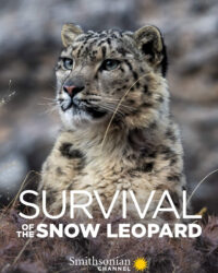 Survival Of The Snow Leopard